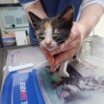 2024년 06월 20일 유기된 고양이 정보입니다.