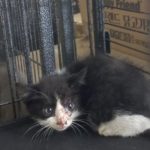 2024년 06월 20일 유기된 고양이 정보입니다.