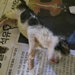 2024년 06월 20일 유기된 고양이 정보안내.