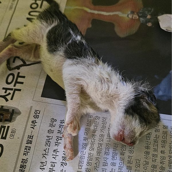 2024년 06월 20일 유기된 고양이 정보안내.