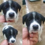 경주동물사랑보호센터에서 보호하고 있는 유기된 강아지안내드립니다.