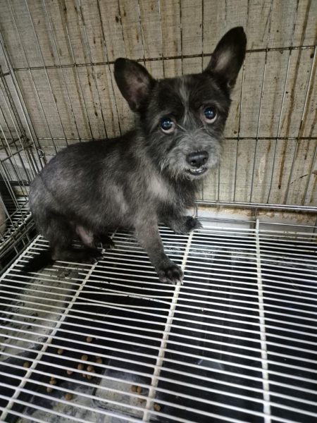 우리동물병원에서 보호하고 있는 유기된 강아지안내합니다.