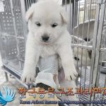 한국동물구조관리협회에서 보호중인 유기된 강아지안내.