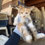 2024년 06월 20일 유기된 고양이 정보.