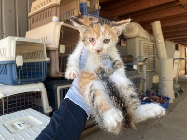 2024년 06월 20일 유기된 고양이 정보.