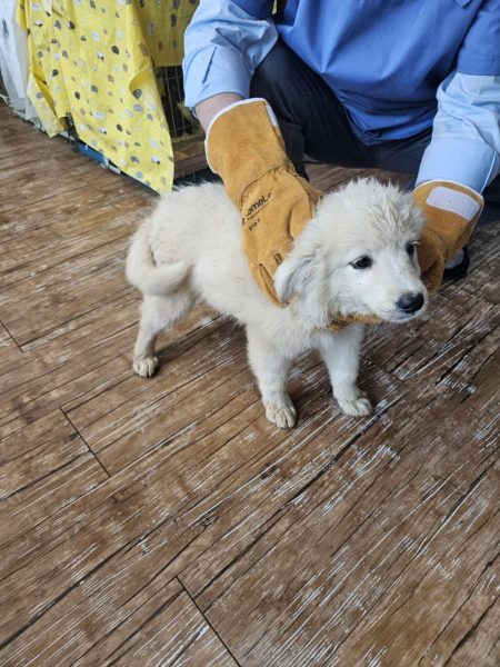 정선가축병원에서 보호중인 유기된 강아지안내드립니다.