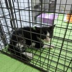 2024년 06월 21일 유기된 고양이 정보안내.