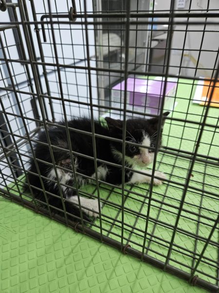 2024년 06월 21일 유기된 고양이 정보안내.