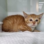 2024년 06월 21일 유기된 고양이 정보입니다.