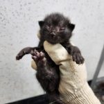 2024년 06월 21일 유기된 고양이 정보안내.