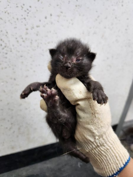 2024년 06월 21일 유기된 고양이 정보안내.