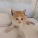 2024년 06월 21일 유기된 고양이 정보. 2024년 06월 21일 유기된 고양이 정보.