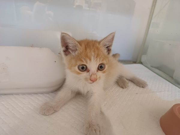 2024년 06월 21일 유기된 고양이 정보.