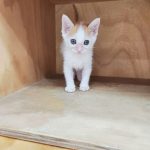 2024년 06월 21일 유기된 고양이 정보안내.