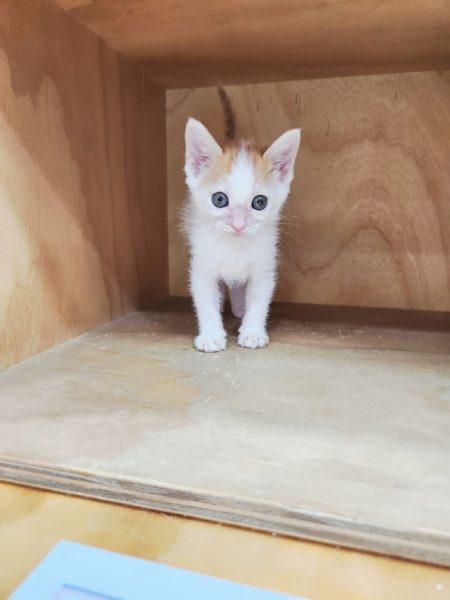 2024년 06월 21일 유기된 고양이 정보안내.