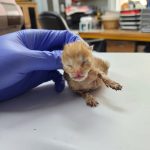2024년 06월 22일 유기된 고양이 정보.