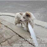 대전동물보호센터에서 보호중인 유기된 강아지안내합니다.