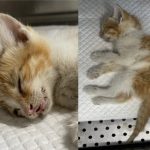 2024년 06월 22일 유기된 고양이 정보입니다.