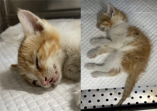 2024년 06월 22일 유기된 고양이 정보입니다.