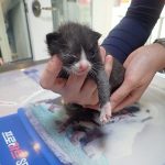 2024년 06월 22일 유기된 고양이 정보안내.