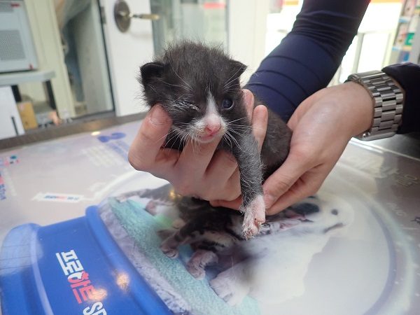 2024년 06월 22일 유기된 고양이 정보안내.