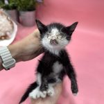 (사)영일동물플러스에서 보호하고 있는 유기된 고양이소개합니다. (사)영일동물플러스에서 보호하고 있는 유기된 고양이소개합니다.
