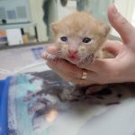 2024년 06월 22일 유기된 고양이 정보입니다.