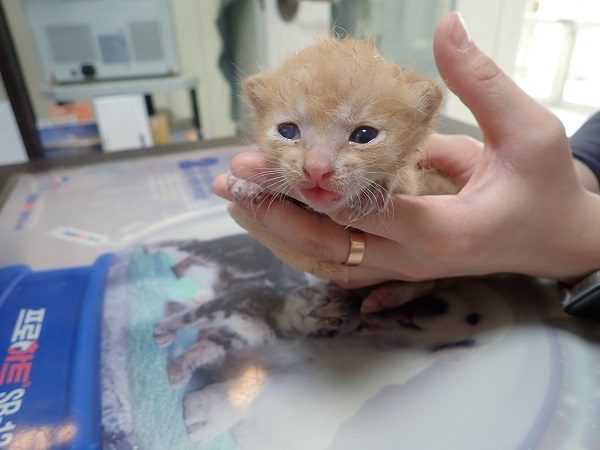 2024년 06월 22일 유기된 고양이 정보입니다.