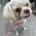 2024년 06월 23일 유기된 강아지 정보.