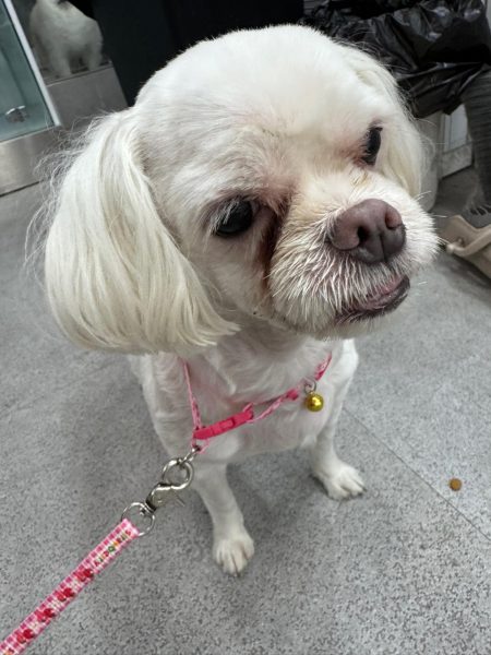 2024년 06월 23일 유기된 강아지 정보.