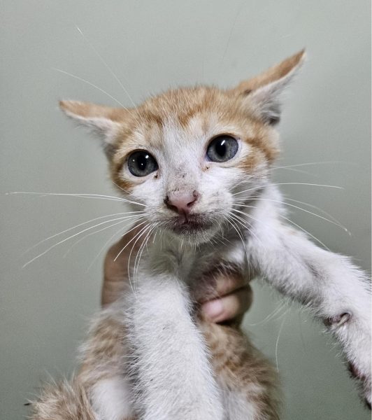 2024년 06월 22일 유기된 고양이 정보입니다.