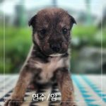 군산유기동물보호센터에서 보호하고 있는 유기된 강아지안내드립니다.