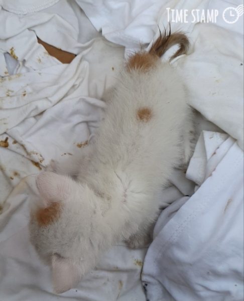 2024년 06월 22일 유기된 고양이 정보입니다.