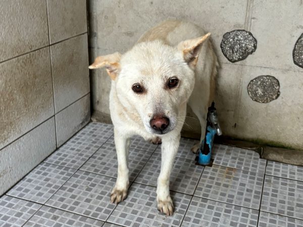 2024년 06월 23일 유기된 강아지 정보안내.