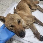 2024년 06월 23일 유기된 강아지 정보입니다.