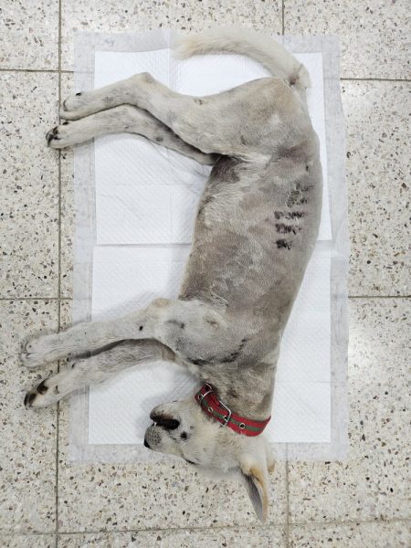 반려동물보호센터에서 보호하고 있는 유기된 강아지안내합니다.