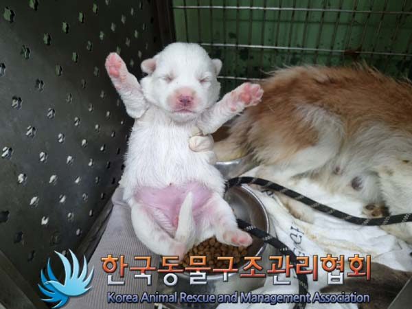 2024년 06월 23일 유기된 강아지 정보입니다.