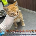 한국동물구조관리협회에서 보호중인 유기된 고양이안내드립니다.