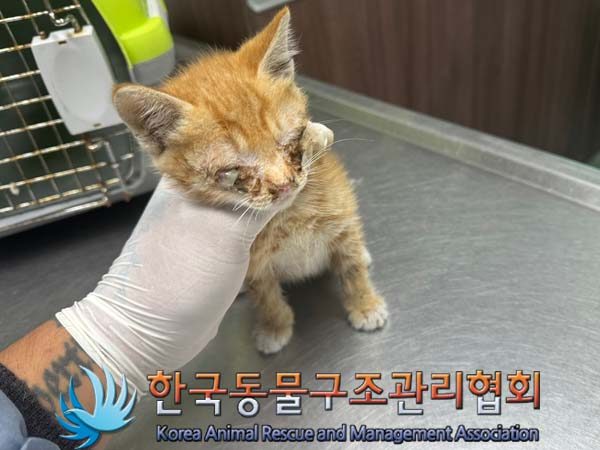 한국동물구조관리협회에서 보호중인 유기된 고양이안내드립니다.