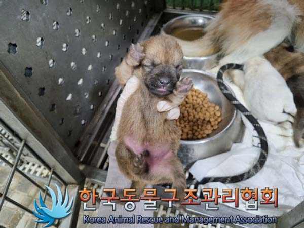 2024년 06월 23일 유기된 강아지 정보.