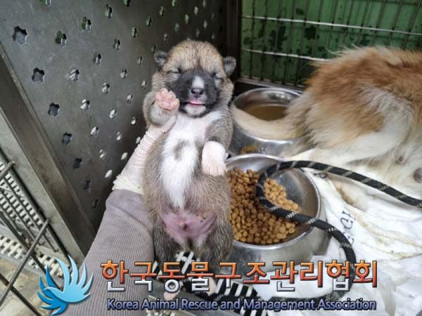2024년 06월 23일 유기된 강아지 정보안내.