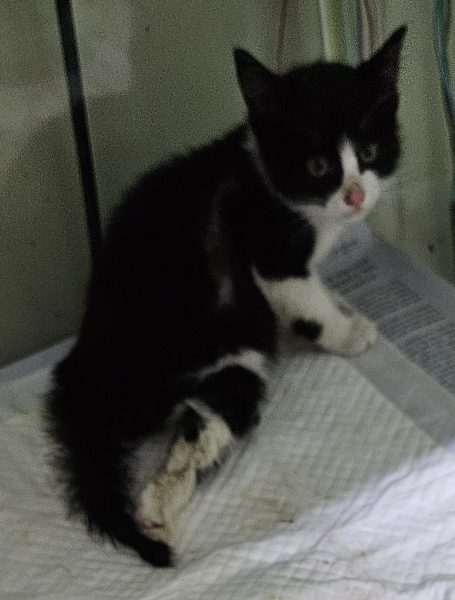 2024년 06월 23일 유기된 고양이 정보입니다.