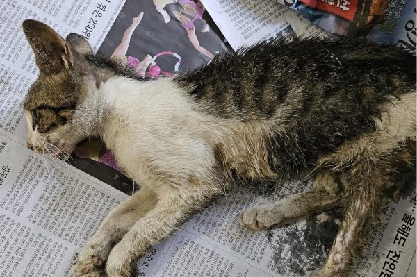 2024년 06월 23일 유기된 고양이 정보.