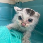 2024년 06월 23일 유기된 고양이 정보.
