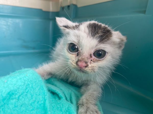 2024년 06월 23일 유기된 고양이 정보.