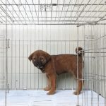 위더스 동물보호센터에서 보호중인 유기된 강아지소개합니다.