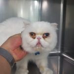 링크늘푸른동물병원에서 보호중인 유기된 고양이입니다.