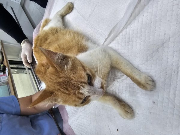 창녕 유기동물보호소에서 보호중인 유기된 고양이안내.