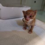 2024년 06월 23일 유기된 고양이 정보.