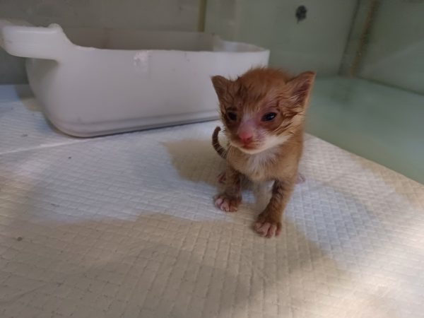 2024년 06월 23일 유기된 고양이 정보.